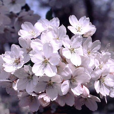 Yoshino Flowering Cherry Tree (Prunus x yedoensis) growing in a garden landscape, showing mature tree form.