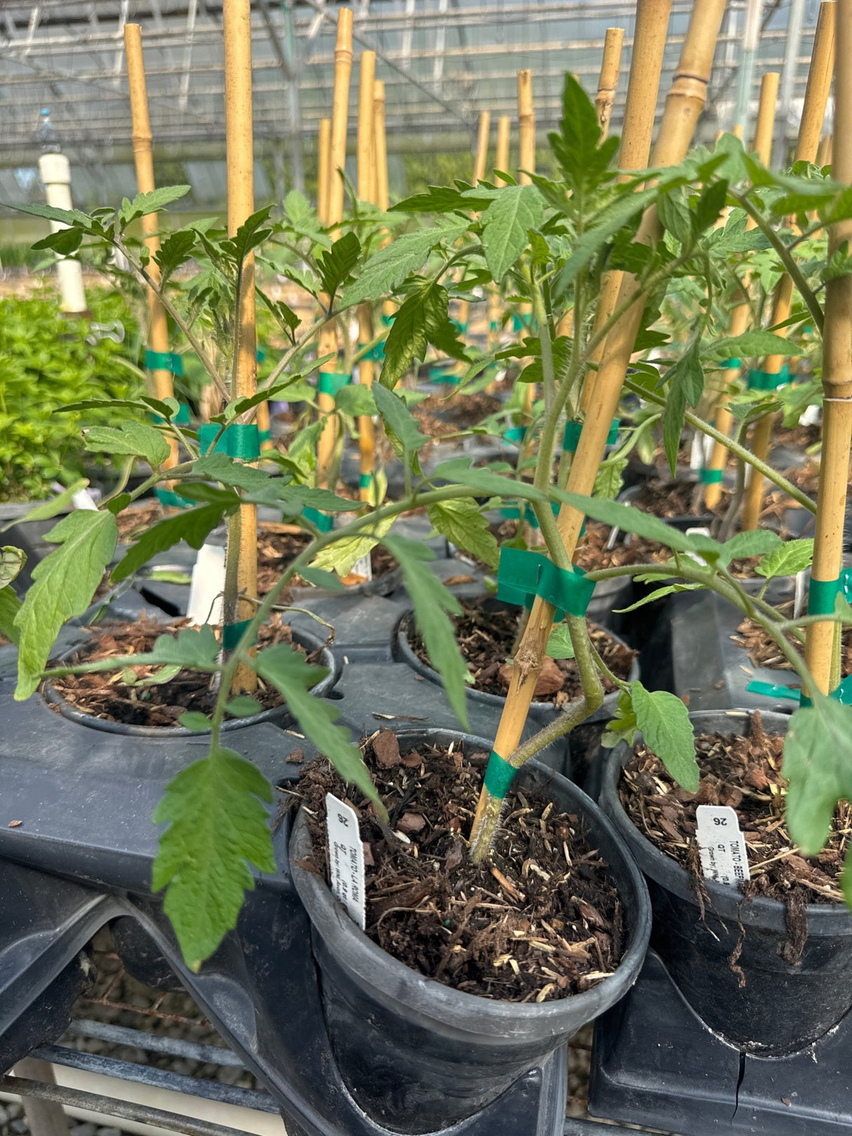 Young tomato plants with serrated green leaves are supported by bamboo stakes in black nursery containers within a commercial greenhouse setting.