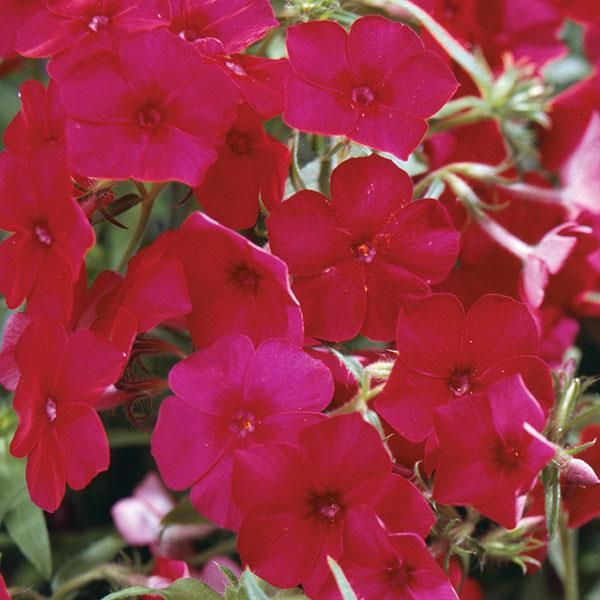 Younique™ Red Tall Garden Phlox