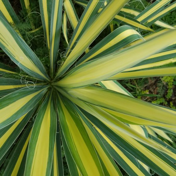 Color Guard Yucca (Yucca filamentosa 'Color Guard') foliage and growth habit in the landscape.