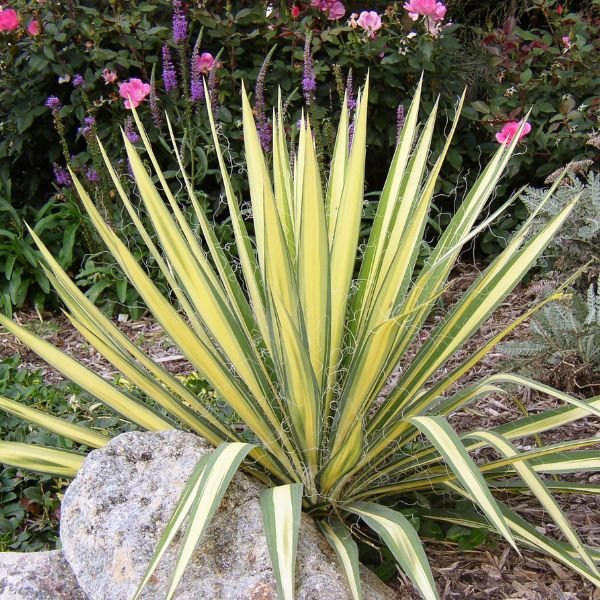 Color Guard Yucca (Yucca filamentosa 'Color Guard'), a perennial featuring white flowers and clumping, erect form.