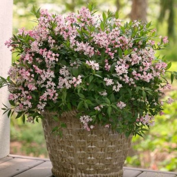 Yuki Cherry Blossom® Deutzia