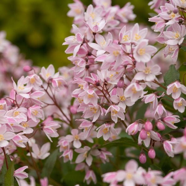 Yuki Cherry Blossom® Deutzia