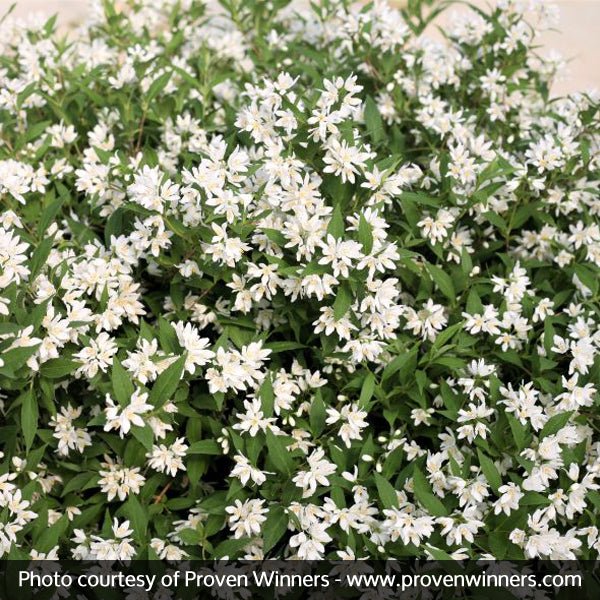 Yuki Snowflake® Deutzia