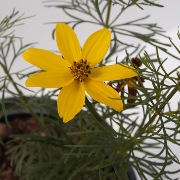 Yellow fall foliage on Zagreb Coreopsis (Coreopsis verticillata 'Zagreb').