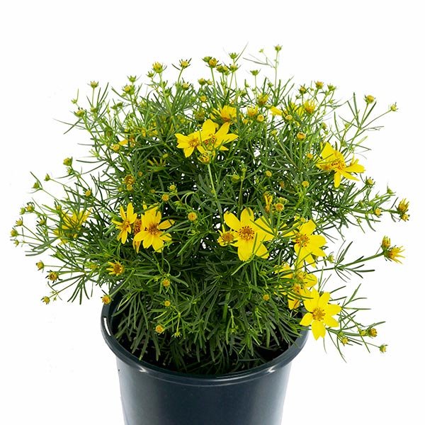 Zagreb Coreopsis (Coreopsis verticillata 'Zagreb'), a perennial featuring yellow flowers and perennial.
