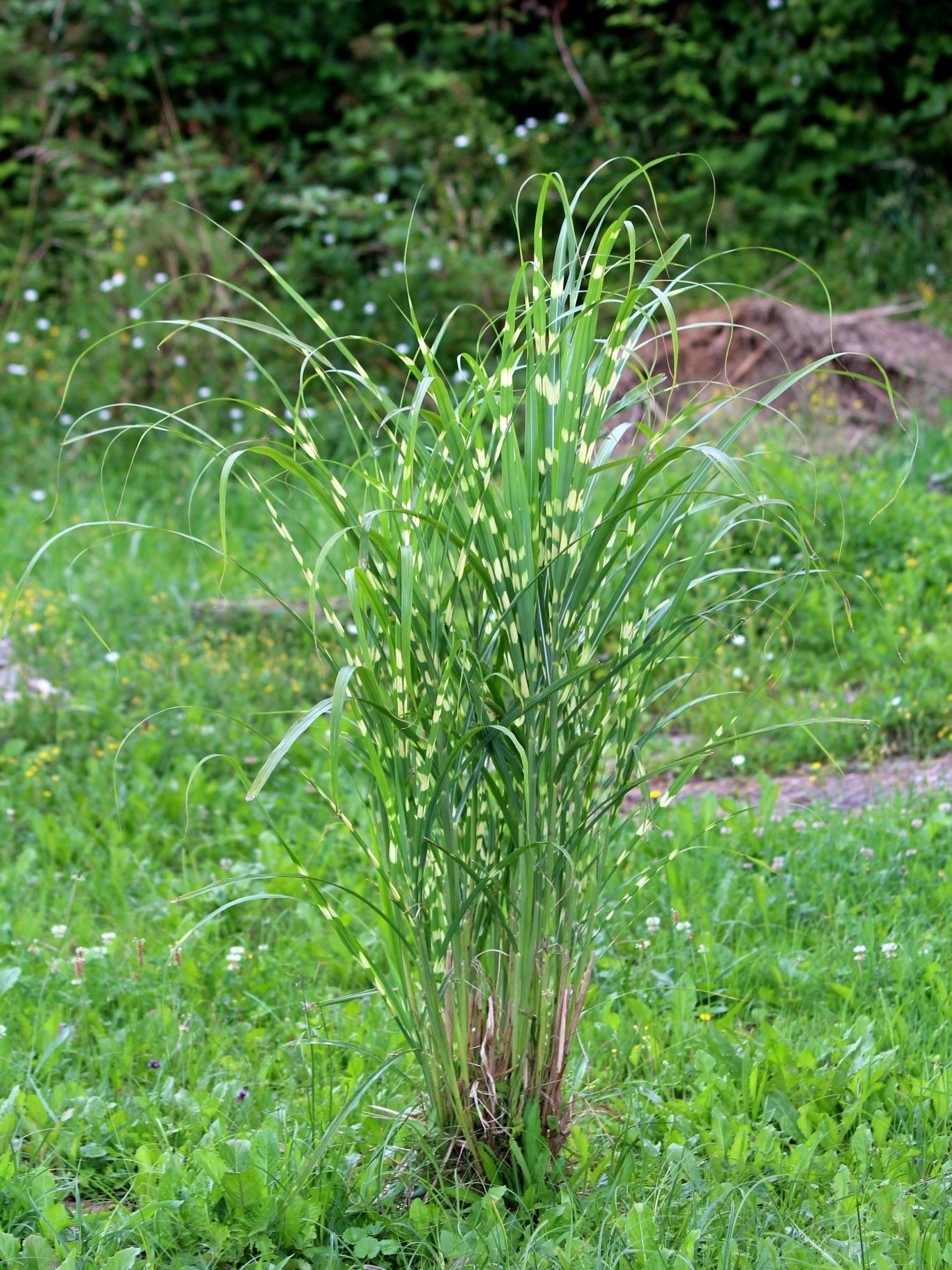 Zebra Grass - Grass - Nature Hills Nursery - 1 Container -