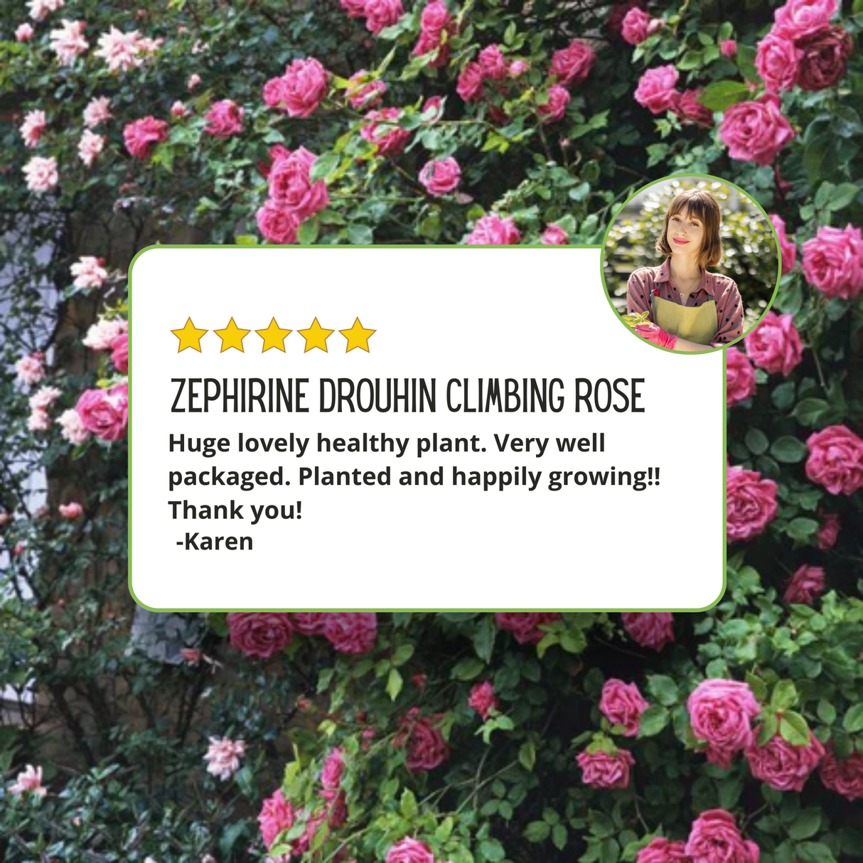 A five-star customer review from Karen for the Zephirine Drouhin Climbing Rose, stating the plant is huge, healthy, and well-packaged, set against a background of climbing pink roses.