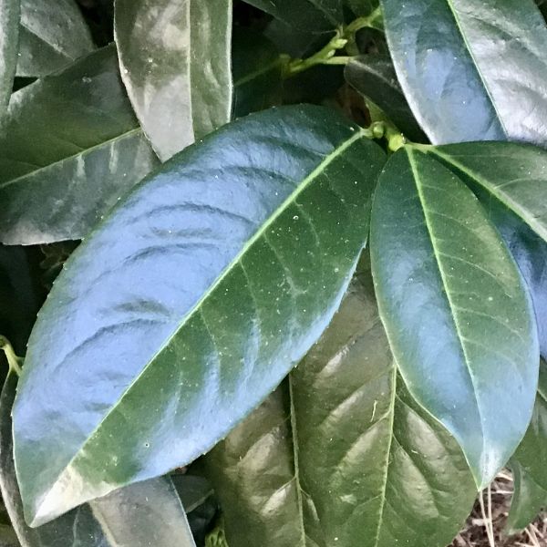 Close-up of white prunus flowers on Zimmerman Cherry Laurel blooming in late spring.