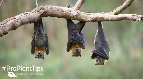 Attracting Bats to the Garden- Winged Nocturnal Pest Control!