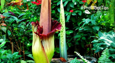 10 Amazing Plants You Didn't Know Existing - Nature Hills Nursery