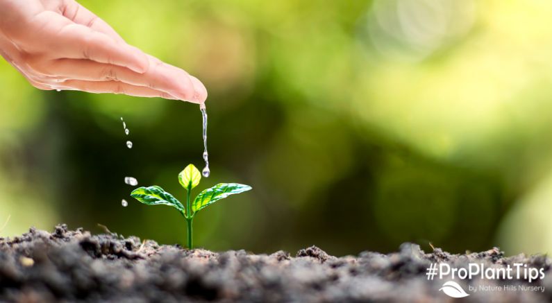 10 Water Conservation Tips for the Garden! - Nature Hills Nursery