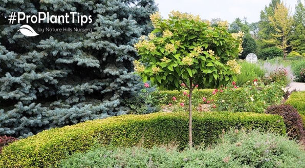 12 Flowering Shrubs Grown as Tree Forms