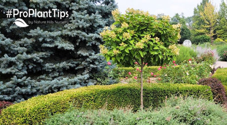 12 Design Ideas For Flowering Shrubs Grown In Tree Form