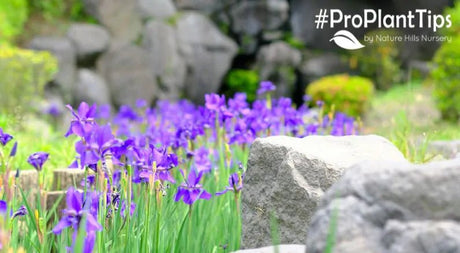 2024 Brings New Gold Medal Plants! - Nature Hills Nursery