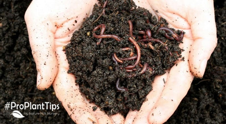 3 Organic Plant Fertilizers You Already Have in Your Kitchen - Nature Hills Nursery