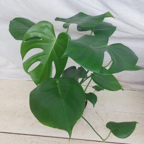 Monstera deliciosa with split, hole-filled leaves, the Swiss cheese monster of a spooky houseplant display