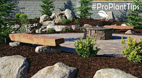 5 Great Alternatives to Lawn Grass! - Nature Hills Nursery