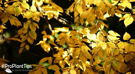 5 Incredible Native Plants for the Northeastern USA - Nature Hills Nursery