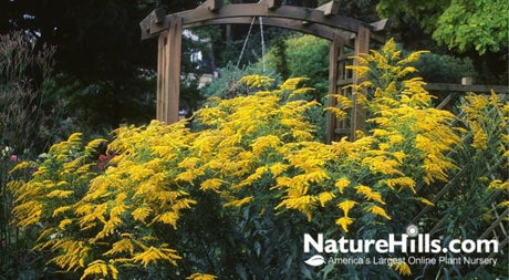 5 No-Brainer Native Plants For The North - Nature Hills Nursery