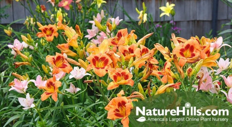 5 Plants That Are Hard To Kill - Nature Hills Nursery