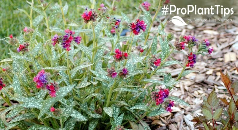 5 Plants With Silver Leaves - Nature Hills Nursery