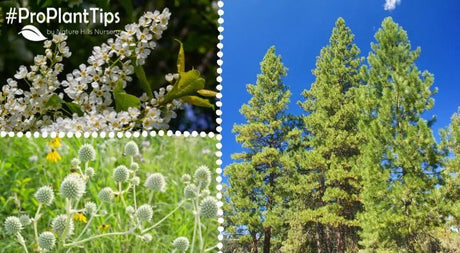 5 Spectacular Native Plants for the Southern Midwest - Nature Hills Nursery