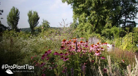 5 Spectacular Native Plants for the Upper Midwest - Nature Hills Nursery