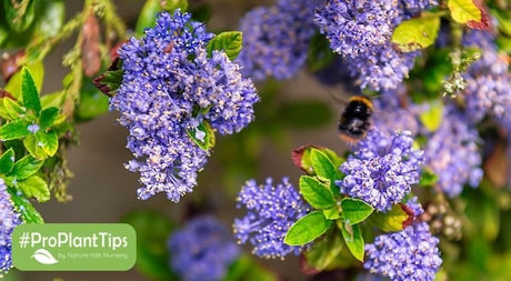 5 Types of Early Blooming Native Pollinator Plants - Nature Hills Nursery