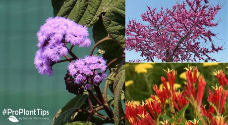 5 Astonishing Native Plants for the Southeast United States