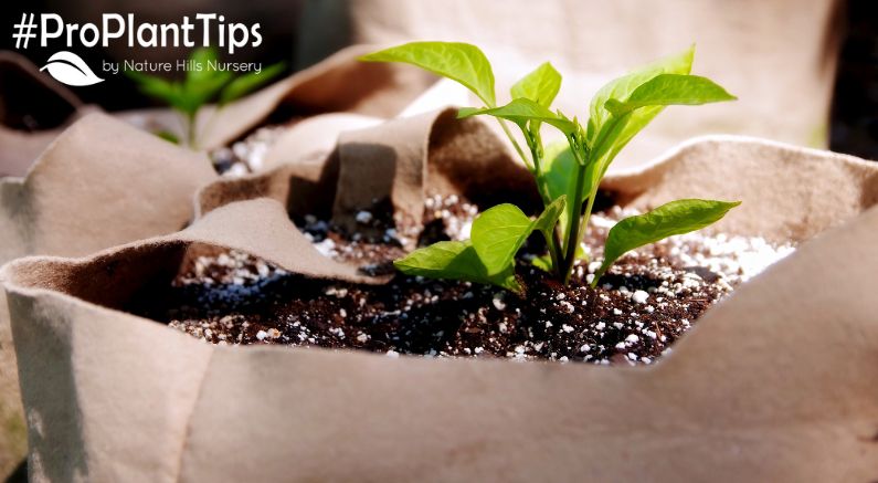 Grow Bag Gardening: 6 Tips for Healthy Roots