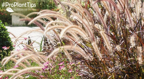 7 Popular Ornamental Grass Types - Nature Hills Nursery