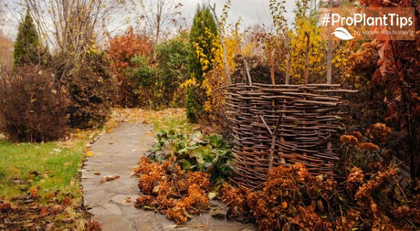 7 Ways to Get Your Garden Ready for Winter - Nature Hills Nursery