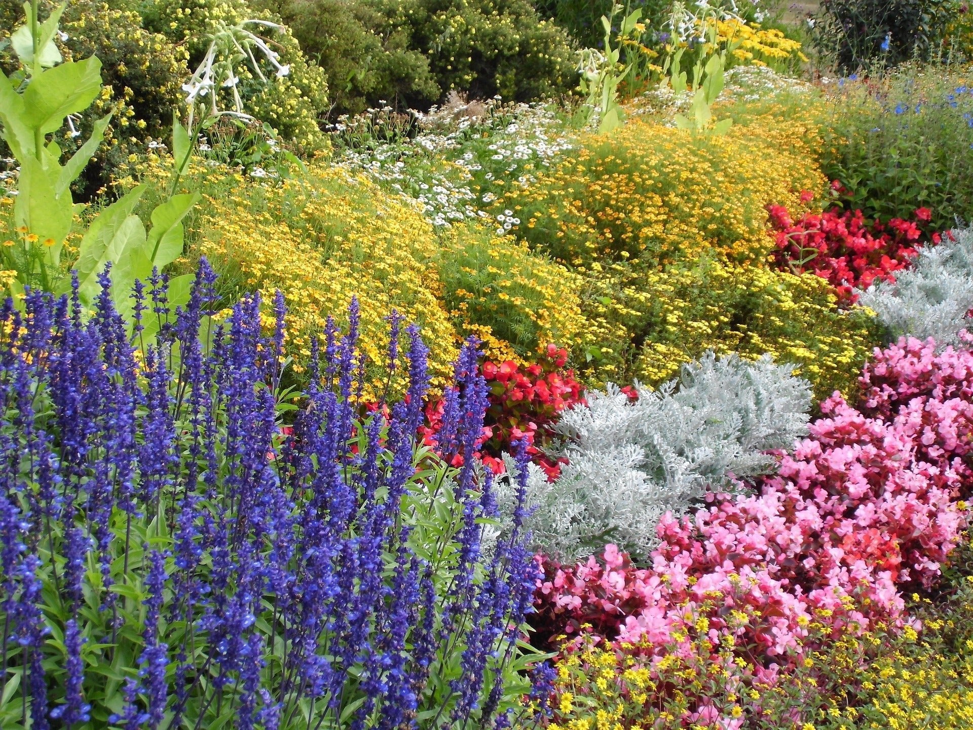 Reblooming Shrubs for 3 Seasons of Color