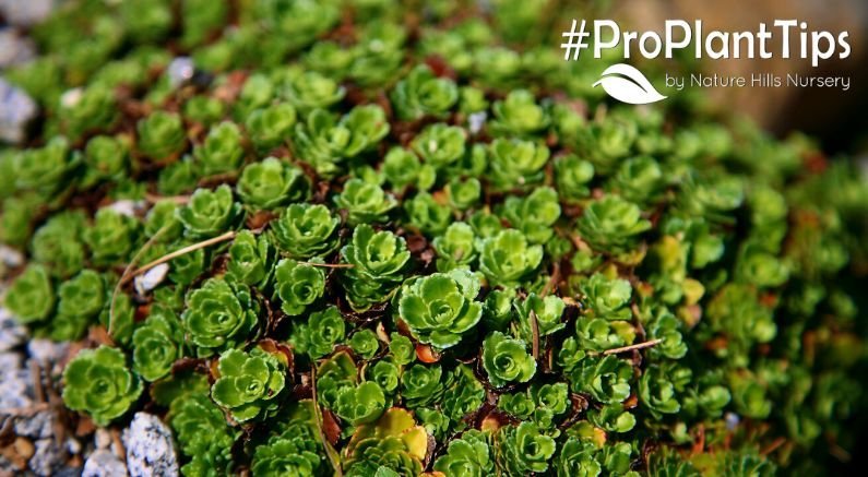 9 Great Low-Growing Flowering Plants - Nature Hills Nursery