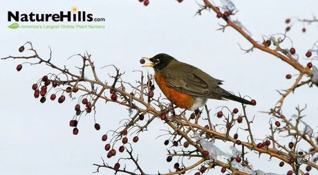 9 Great Plants for Feeding Wildlife in the Winter - Nature Hills Nursery