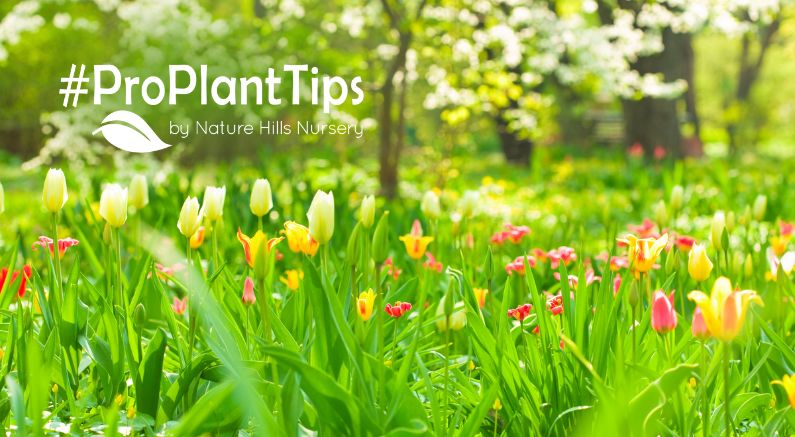 9 Plants for Early Spring Color - Nature Hills Nursery