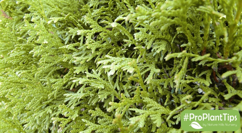 A Soft Green Touch For Your Garden - The False Cypress!