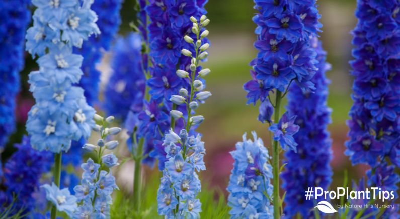 Add Vibrant Blue (And More) To The Garden With Delphinium!