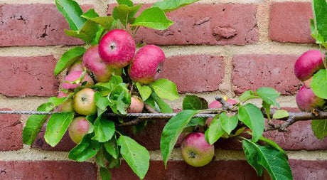 Yes, You Can Grow Fruit Trees in a Small Yard