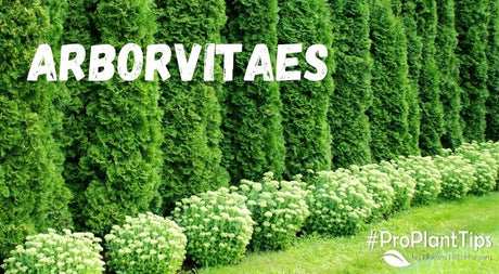 #ProPlantTips: Arborvitaes