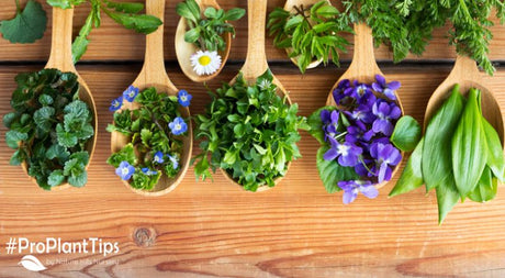 Best Edible Flowers to Grow in Your Garden