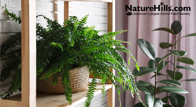 Best Ferns For Your Home