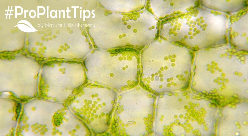 how Photosynthesis and fall color work together