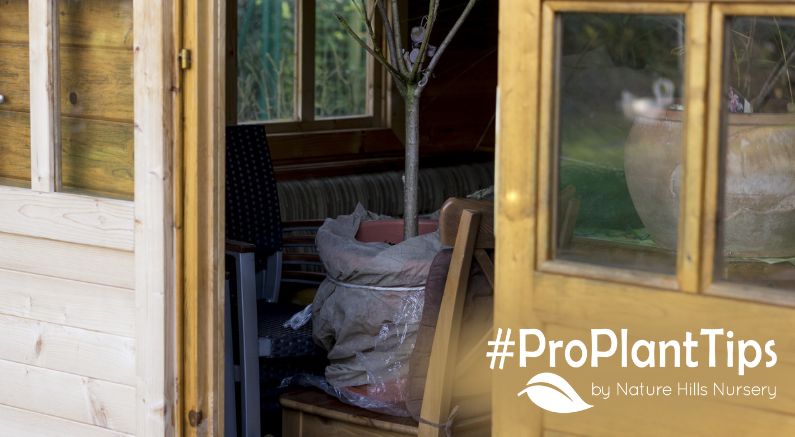 acclimating potted plants for the winter