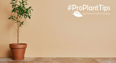 caring for plants that just moved indoors for the winter