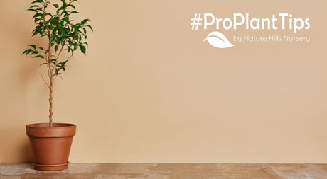 caring for plants that just moved indoors for the winter