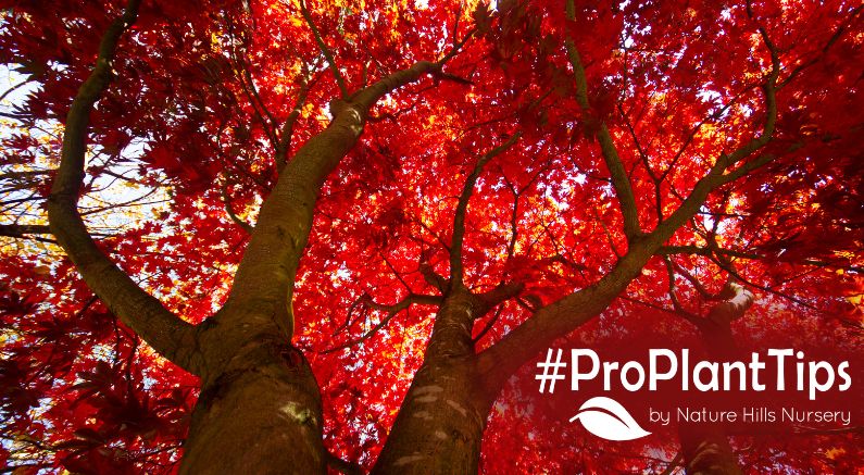 the majestic Red Maple - care and varieties