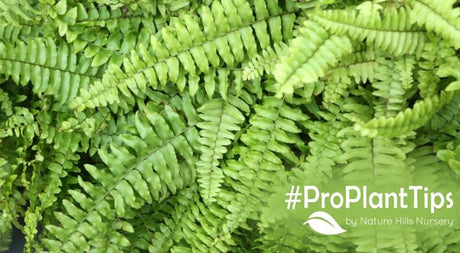 Overwintering Boston Ferns