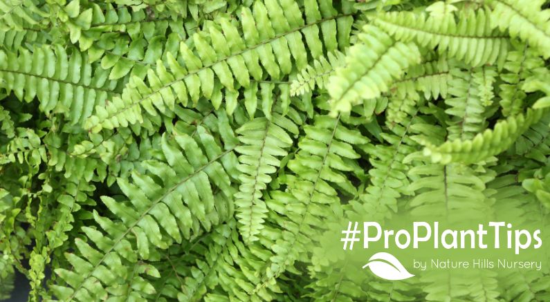 Overwintering Boston Ferns